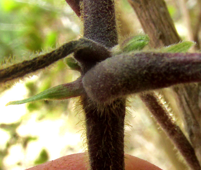 Scarlet Runner Bean, PHASEOLUS COCCINEUS, stipules