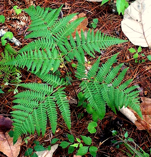 Bracken, or Brake, PTERIDIUM AQUILINUM