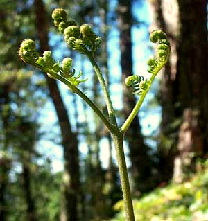 Bracken, or Brake, PTERIDIUM AQUILINUM