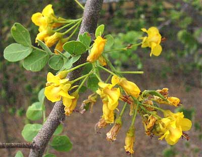 Brasil, HAEMATOXYLUM BRASILETTO