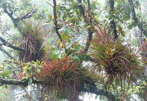 Bromeliads in a Quercus candicans, in the fog