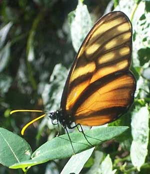 Dircenna klugii, female