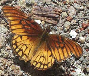 Dione moneta poeyii - Mexican Silverspot