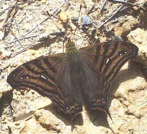 Hypanartia dione disjuncta -- Banded Mapwing