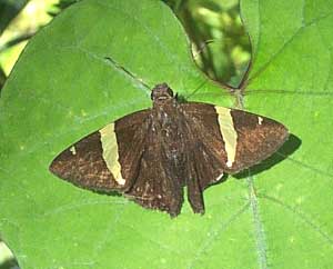 Autochton vectilucis -- Central American Banded Skipper