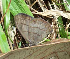 Carolina or Hermes Satyr, HERMEUPTYCHIA HERMES