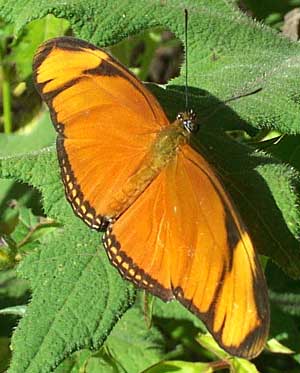 Dryas julia, female