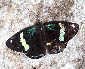 Anna's Eighty- eight, DIAETHRIA ANNA ANNA