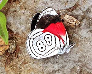 Anna's Eighty- eight, DIAETHRIA ANNA ANNA