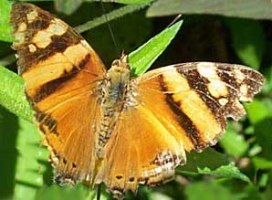 Hypanartia lethe, Orange Mapwing