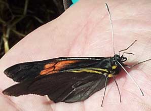 Pereute charops nigricans, Darkened White