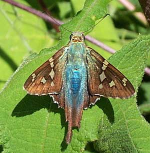 Urbanus sp?, a kind of long-tailed skipper