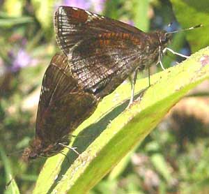 Lerema accius accius -- Clouded Skipper