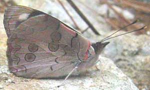 White-patched Eighty-eight, DIAETHRIA BACCHIS