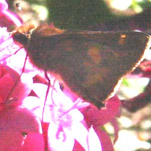 Quinta cannae, Canna Skipper