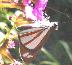 Vettius coryna argentus, 'Chiapan' Silver-plated Skipper