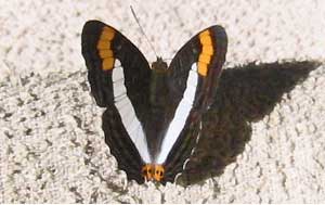 cf. Adelpha donysa donysa, Donysa Sister