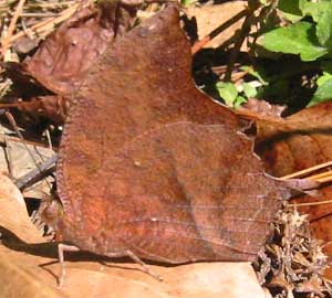 Fountainea glycerium glycerium