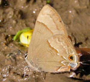 Ziegleria syllis, Sky-blue Groundstreak