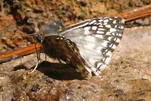 Pyrgus oileus