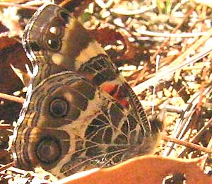 Vanessa virginiensis, American Painted Lady