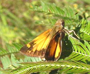 Poanes zabulon, Zabulon Skipper