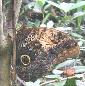 Caligo telamonius memmon, Pale Owl-Butterfly