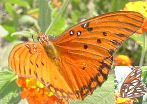 Agraulis vanillae incarnata, Gulf Fritillary