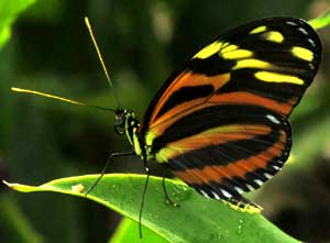 Heliconius ismenius, Tiger-striped Longwing