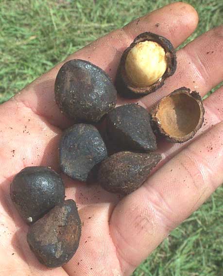 Breadnut seeds, ARTOCARPUS CAMANSI