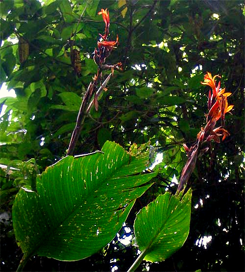 Canna flowers