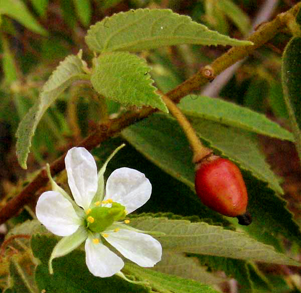 MUNTINGIA CALABURA