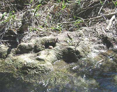 carbonate deposition on stream bank