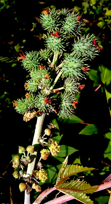 flowers of Ricinus communis, the Castor Bean