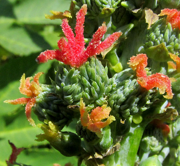 female flowers of Ricinus communis, the Castor Bean