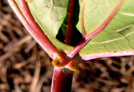 glands on Ricinus communis leaf