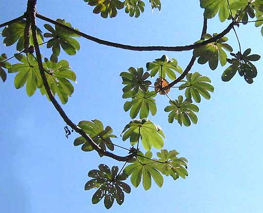 Cecropia peltata