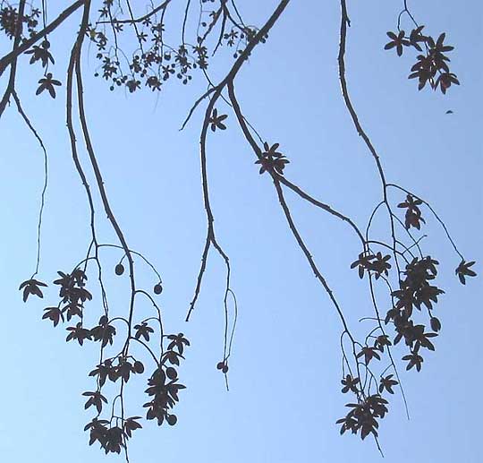 fruits of Cedro, Spanish-Cedar, CEDRELA ODORATA