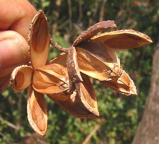 fruits of Cedro, Spanish-Cedar, CEDRELA ODORATA