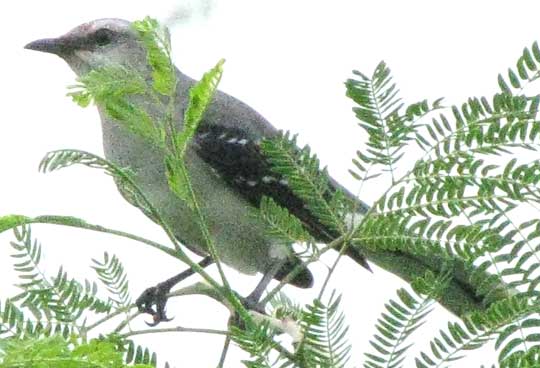 Tropical Mockingbird, MIMUS GILVUS, Cenzontle