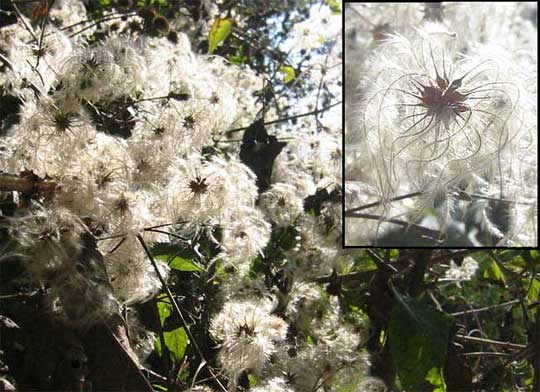 CLEMATISES FRUITING