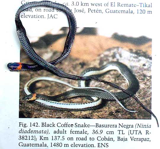 Black Coffee-Snake, NINIA DIADEMATA