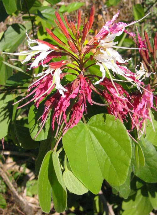 Cowfoot, genus Bauhinia