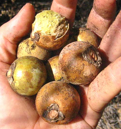 fruits of ACROCOMIA ACULEATA, Coyol