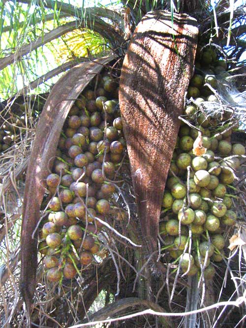 fruits of ACROCOMIA ACULEATA, Coyol