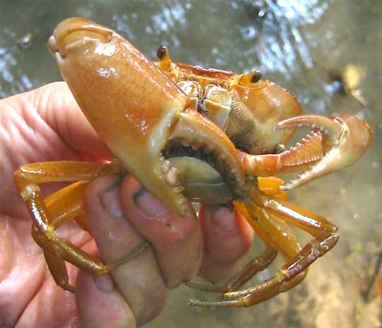 Freshwater crab in Chiapas, Mexico