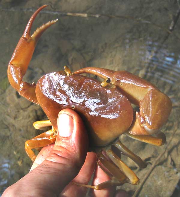 Freshwater crab in Chiapas, Mexico