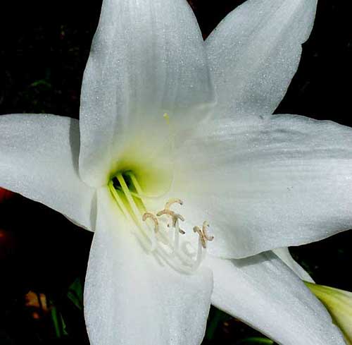 Crinum flower