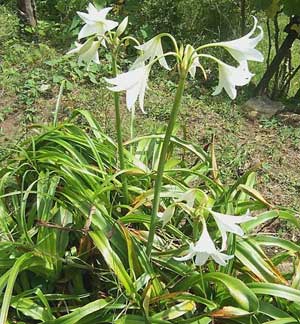 Crinum Lily