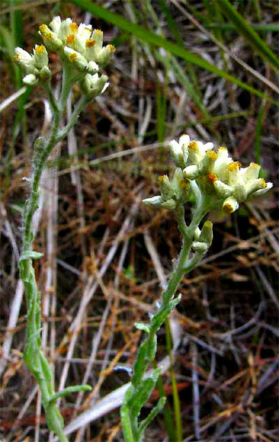 cudweed/gordolobo